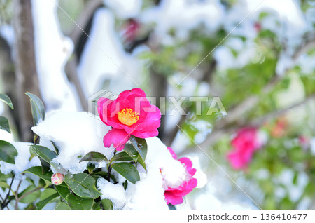 雪後山茶花 136410477