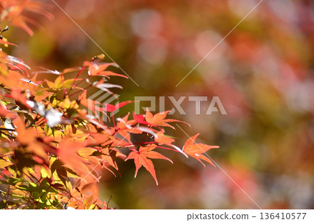 Autumn scenery Autumn scenery 136410577