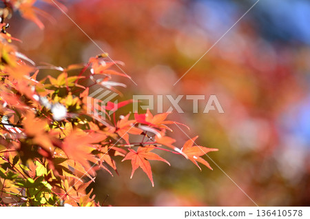 Autumn scenery Autumn scenery 136410578