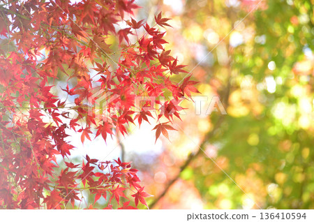 Autumn scenery Autumn scenery 136410594