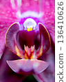 Pink orchid orchid 136410626