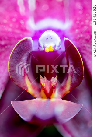 Pink orchid orchid Pink orchid orchid 136410626