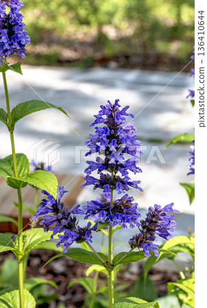 Selective focus of Nepeta grandiflora blue in the garden. Beautiful colorful purple flowers plant. A species of flowering plant in the mint family Lamiaceae. 136410644