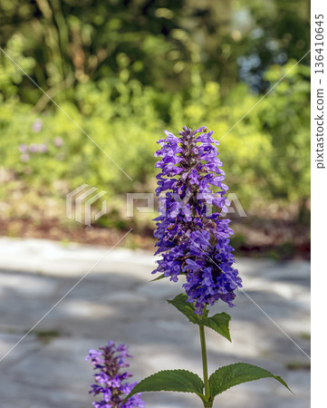 Selective focus of Nepeta grandiflora blue in the garden. Beautiful colorful purple flowers plant. Nature floral pattern texture background. 136410645