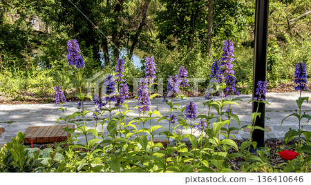 Selective focus of Nepeta grandiflora blue in the garden. Beautiful colorful purple flowers plant. A species of flowering plant in the mint family Lamiaceae. Nature floral pattern texture background. 136410646