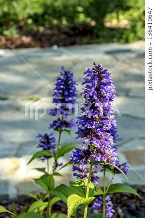 Selective focus of Nepeta grandiflora blue in the garden. A species of flowering plant in the mint family Lamiaceae. Nature floral pattern texture background. 136410647