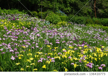 Ryokami Iris Garden 136410773