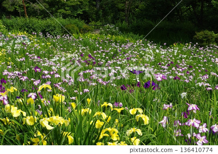 Ryokami Iris Garden 136410774