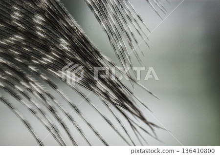 the gray pheasant feather closeup macro 136410800