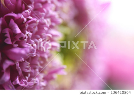 pink flower close-up chrysanthemum single flower 136410804