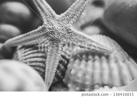 black and white sea shells swirls starfish star 136410815