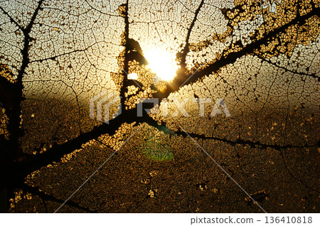 autumn leaf transparent translucent sunshine autumn leaf transparent translucent sunshine 136410818
