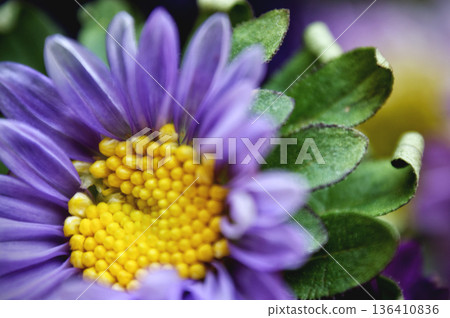 purple violet flower close-up chrysanthemum single flower yellow center 136410836