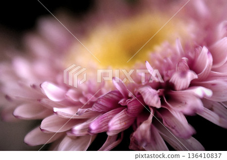 pink flower close-up chrysanthemum single flower 136410837