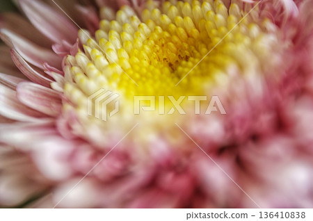 pink flower close-up chrysanthemum single flower 136410838