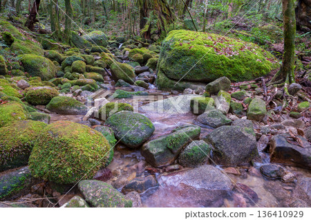 屋久島國立公園:日本最美的苔蘚谷(冬天) 屋久島國立公園:日本最美的苔蘚谷(冬天) 136410929