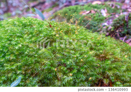 屋久島國立公園柏苔（冬季） 136410993