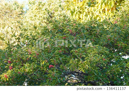 Red berries of the Japanese silverleaf, November 2025 Red berries of the Japanese silverleaf, November 2025 136411137