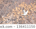Hellero飛行 136411150