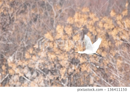 Hellero flying Hellero flying 136411150