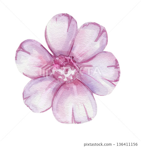 Delicate watercolor pink flower with six petals. Isolated on a white background, hand-drawn. For decorating greeting cards, textiles, printing. Botanical illustration 136411156