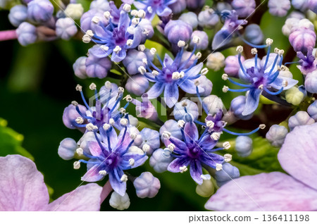 額頭繡球花盛開 136411198