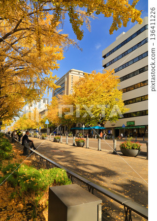 [Fixed price] Ginkgo trees along Nihon Odori Street in late autumn 136411226