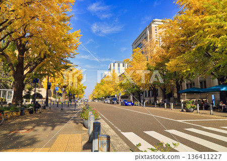 [Fixed price] Ginkgo trees along Nihon Odori Street in late autumn 136411227