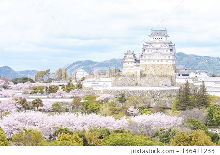 世界遺產姬路城,櫻花盛開。 世界遺產姬路城,櫻花盛開。 136411233