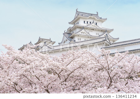 姬路城的櫻花象徵日本的春天。 136411234
