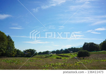 A rural landscape with blue skies and grasslands 136411473
