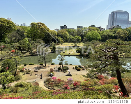 四月中旬的六義園 136411556