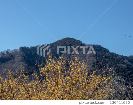 冬青花園的景色 冬青花園的景色 136411650