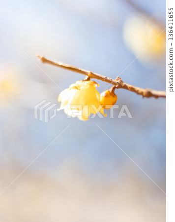 冬青花園的景色 136411655