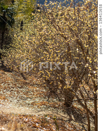 Scenery of the Wintersweet Garden Scenery of the Wintersweet Garden 136411658