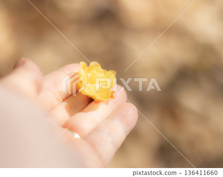 冬青花園的景色 136411660