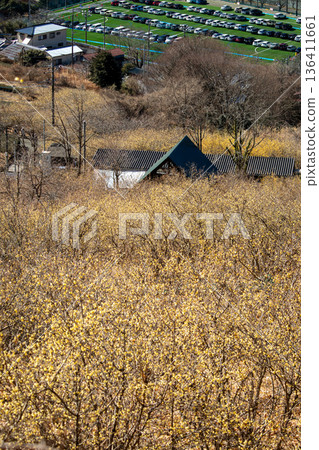 Scenery of the Wintersweet Garden 136411661