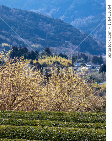 Scenery of the Wintersweet Garden Scenery of the Wintersweet Garden 136411664