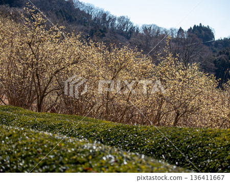 冬青花園的景色 冬青花園的景色 136411667
