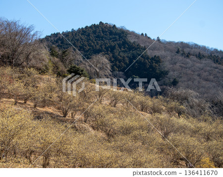 Scenery of the Wintersweet Garden Scenery of the Wintersweet Garden 136411670