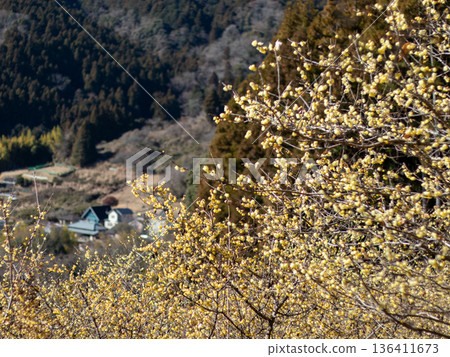 Scenery of the Wintersweet Garden Scenery of the Wintersweet Garden 136411673