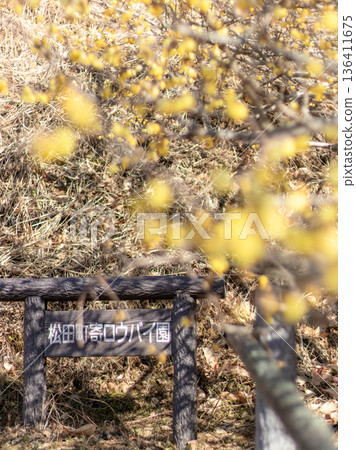 Scenery of the Wintersweet Garden 136411675