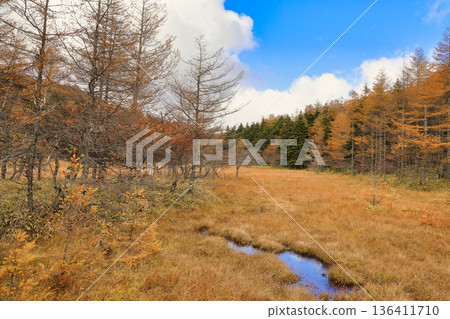 【一口價】紐卡斯爾山秋葉美景（紐卡斯爾濕地/十月） 136411710