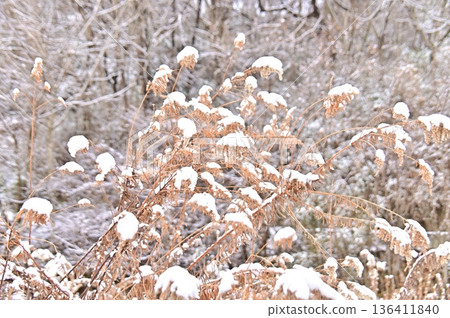 Snow-covered flower spikes of Solidago altissima 136411840