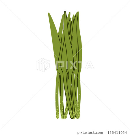 Wild Garlic Ramsons Herb Illustration Wild Garlic Ramsons Herb Illustration 136411934