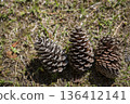 Pine cone pine cones 136412141