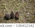 Pine cone pine cones 136412142
