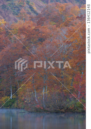 The autumnal leaves Kamakura 136412148