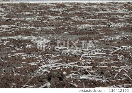 在蓮藕田撒施堆肥 136412163