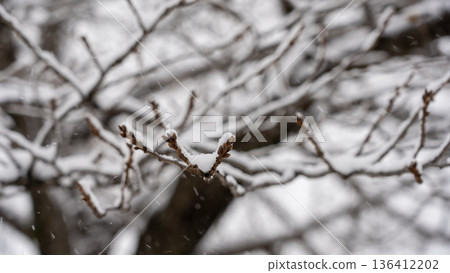 Snow piled up on cherry blossom buds 136412202